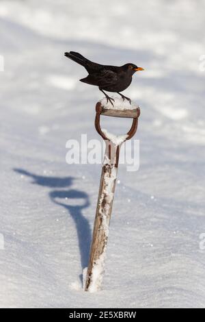 Blackbird (Turdus merula) auf Gartenspaten, im Schnee, Northumberland, UK Stockfoto