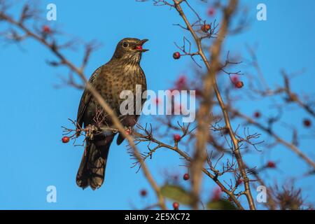 Amsel (Turdus merula), die sich an Weißdornbeeren (Crataegus monogyna) ernährt, Caerlaverock WWT Reserve, Dumfries & Galloway, Schottland, Stockfoto