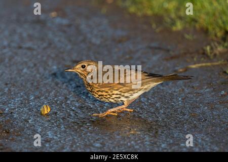 Singdrossel (Turdus philomelos) mit Schnecke, WWT Caerlaverock finden, Schottland, Stockfoto