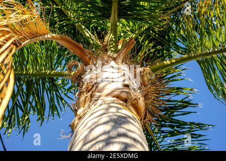 Große grüne Äste auf Palmen vor einem schönen blauen Himmel in den Tropen. Stockfoto