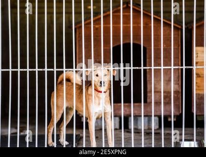 Ein trauriger Hund in einem Käfig in einem Tierheim wartet auf Adoption. Stockfoto