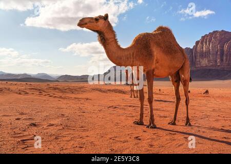 Gruppe von Kamelen, ein großes Tier im Vordergrund, Wandern auf orange roten Sand der Wadi Rum Wüste, Berge Hintergrund Stockfoto
