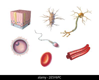 Verschiedene Arten von menschlichen Zellen einschließlich einer Eizelle, Spermien, rote Blutkörperchen, Osteozyten, Neuronen, Skelettmuskeln und säulenartigen Epithelzellen. Digital Stockfoto