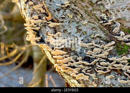 Nahaufnahme eines kleinen Bracketpilzes, der auf einem alten Kirschbaumstamm wächst, höchstwahrscheinlich Turkeytail (trametes versicolor). Stockfoto