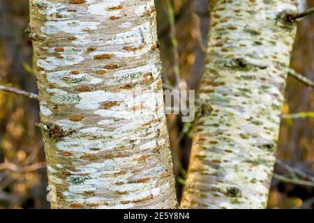 Wilde Kirsche (prunus avium), Nahaufnahme mit markanten Markierungen auf der Rinde eines jungen Baumes. Stockfoto