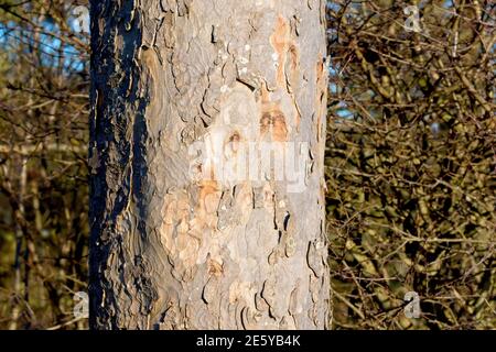 Platane (acer pseudoplatanus), Nahaufnahme eines Baumstamms, der die Textur und Details in der Rinde zeigt. Stockfoto