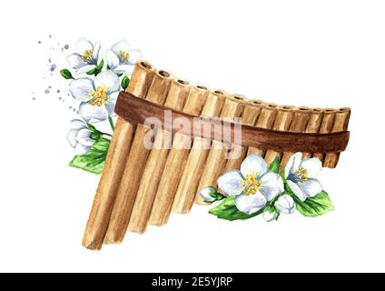 Holzpfannenflöte oder Panpipe und Jasminblüten. Musik des Frühlings Konzept. Handgezeichnete Aquarellillustration isoliert auf weißem Hintergrund Stockfoto