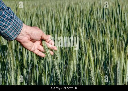 Der Bauer hält ein Weizenohr in der Hand und kontrolliert die Reife. Stockfoto