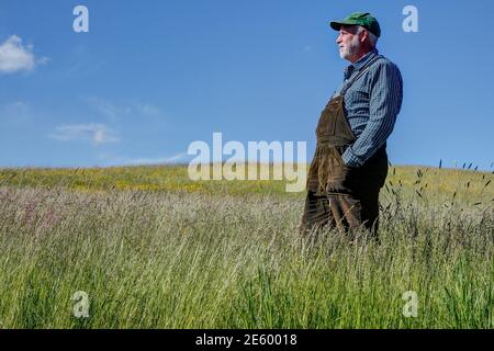 Ein Bauer steht auf seiner Bio-Wiese, die er nur zweimal im Jahr mäht. Stockfoto