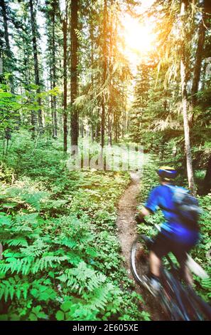 Rückansicht des männlichen Bikers, der auf dem Waldweg reitet Stockfoto