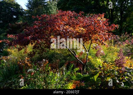 Herbst im Garten, Stauden, acer palmatum, wechselnde Farben, Herbst, Farben, goldenes Licht, weiches Licht in der Garten, Blätter, Laub, RM Floral Stockfoto