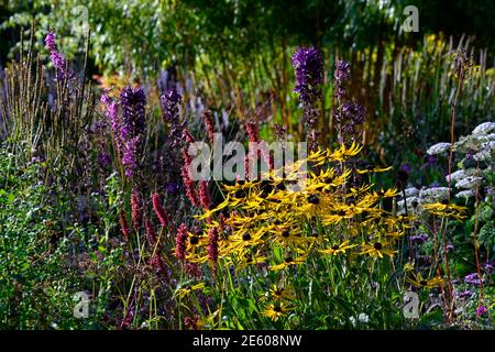 rudbeckia fulgida var deamii, rudbeckias, Kegelblumen, gelb, Blumen, persicaria fetten Domino, lobelia, Blumen über gegangen, Blumen über, gemischt Bepflanzung c Stockfoto