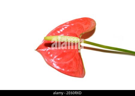 Rotes Blatt und Blume aus Flamingo Blume Anthurium sp. Isoliert auf weißem Hintergrund Stockfoto