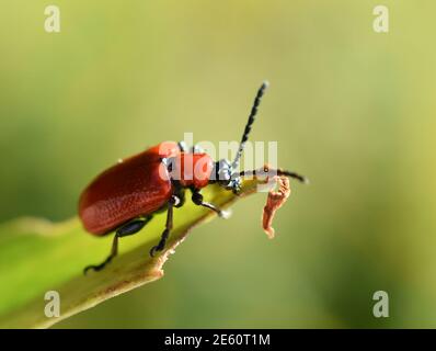 Rote Lilie Käfer Garten Schädling Insekt Lilioceris lilii auf einem Blatt Stockfoto