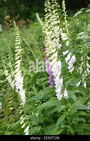 Natürliches Feld der Füchshandschuh Blumen digitalis purpurea weiße Form Stockfoto