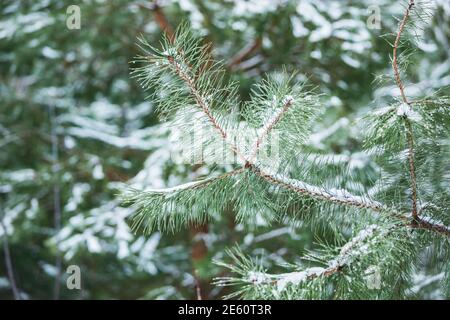 Wassertropfen und Schnee auf den Kiefernästen, Stockfoto