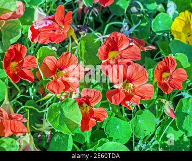 Ziemlich blühende orange Nasturtiums Blumen in grünem Gras Sommermorgen Stockfoto