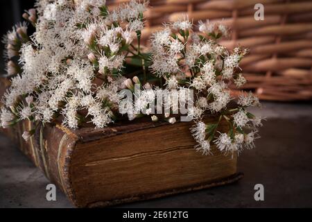 Campestral Einstellung in Brauntönen zeigt eine alte verwitterte geschlossen Buch mit Blumenstrauß von wilden frischen Blumen auf und Detail von Picknick Weidenkorb Stockfoto