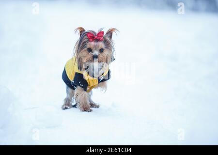 Schöne Welpen von weiblichen Yorkshire Terrier kleinen Hund mit rot Bogen auf Schnee Hintergrund Stockfoto