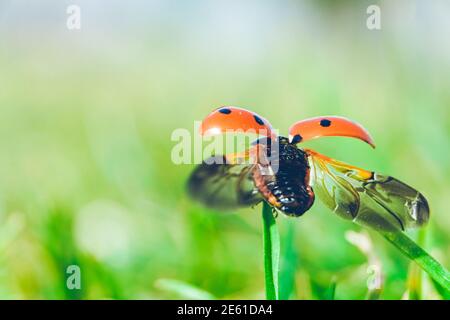 Marienkäfer mit seinen offenen Flügeln auf einem grünen Blatt. Stockfoto