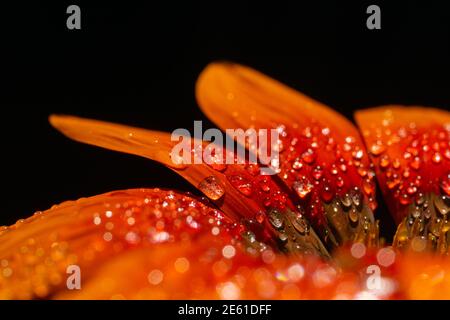 Orange Gazania Blume isoliert auf schwarzem Hintergrund Stockfoto