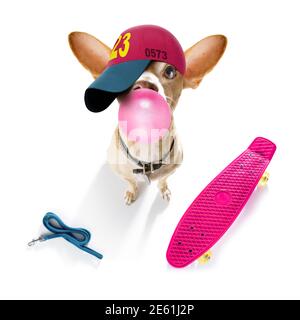 Cool Casual Look chihuahua Hund trägt eine Baseballmütze oder Hut , sportlich und fit , auf einem Skateboard bereit für einen Spaziergang Stockfoto