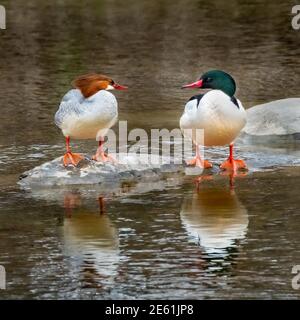 Eine männliche und eine weibliche Merganser-Ente (Mergus merganser), die einen Moment auf einem Felsen im Bach hat. Es gibt eine schöne Reflexion im Vordergrund. Stockfoto