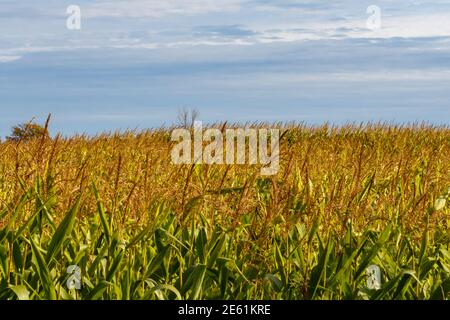Die Spitzen der Maisstiele sind in einem Kornfeld voller Ernte bereit für die Ernte gesehen. Stockfoto