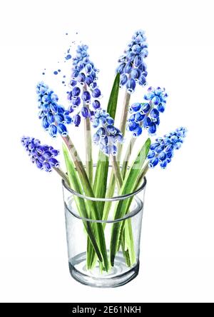 Blumenstrauß in der Glasvase von frühlingshaften Muscari-Blumen. Handgezeichnete Aquarellillustration, isoliert auf weißem Hintergrund Stockfoto