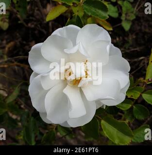 Nahaufnahme einer weißen Hagebuttenblume in einem Süden Frankreich Garten Stockfoto