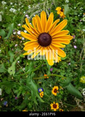 Nahaufnahme einer Gelben Rudbeckia in Südfrankreich Ein Stockfoto