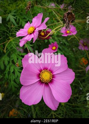 Nahaufnahme von rosafarbenen Cosmos-Blumen in voller Blüte in einem Garten Stockfoto