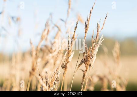 Schilf entlang des Flusses Deben, hohe Gräser wachsen entlang Gezeitenfluss, Nahaufnahme von Schilf mit blauem Himmel, Phragmites australis Stockfoto