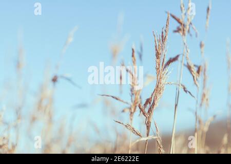 Schilf entlang des Flusses Deben, hohe Gräser wachsen entlang Gezeitenfluss, Nahaufnahme von Schilf mit blauem Himmel, Phragmites australis, Winter, Sonne Stockfoto