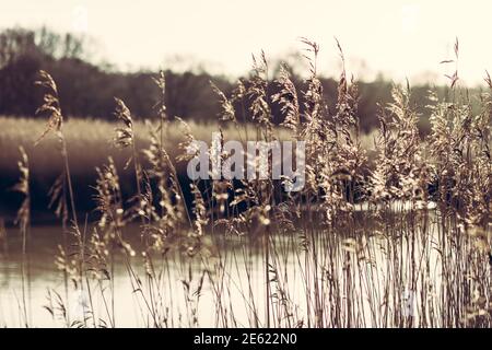 Schilf entlang des Flusses Deben, hohe Gräser wachsen entlang Gezeitenfluss, Nahaufnahme von Schilf mit blauem Himmel, Phragmites australis, Winter, Sonne Stockfoto