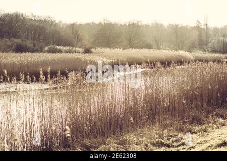 Schilf entlang des Flusses Deben, hohe Gräser wachsen entlang Gezeitenfluss, Nahaufnahme Foto von Schilf, Phragmites australis, Winter, Baum, Wasser Stockfoto