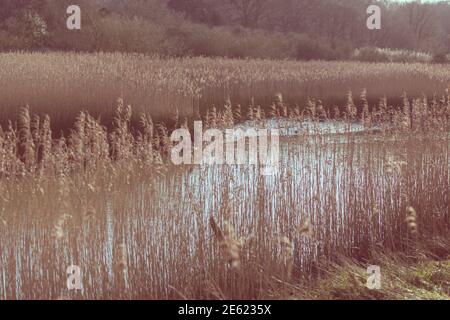 Schilf entlang des Flusses Deben, hohe Gräser wachsen entlang Gezeitenfluss, Nahaufnahme von Schilf, Phragmites australis, Winter, Schilfbett, Wasser Stockfoto