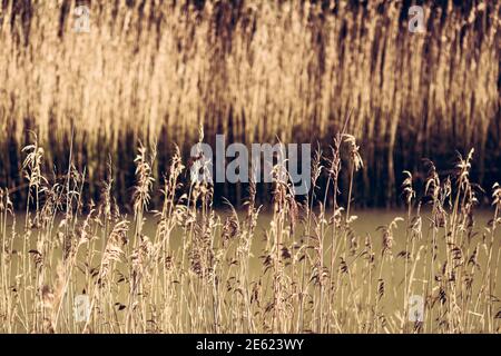 Schilf entlang des Flusses Deben, hohe Gräser wachsen entlang Gezeitenfluss, Nahaufnahme von Schilf, Phragmites australis, Winter, Schilfbett, Wasser Stockfoto