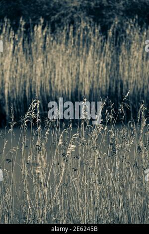 Schilf entlang des Flusses Deben, hohe Gräser wachsen entlang Gezeitenfluss, Nahaufnahme von Schilf, Phragmites australis, Winter, Schilfbett, Wasser Stockfoto