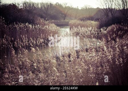 Schilf entlang des Flusses Deben, hohe Gräser wachsen entlang Gezeitenfluss, Nahaufnahme von Schilf, Phragmites australis, Winter, Schilfbett, Wasser Stockfoto