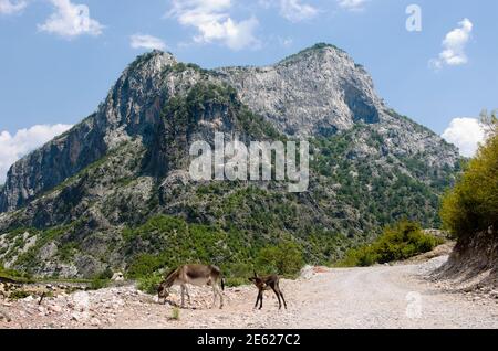 Eine unbefestigte Straße geht es entlang Kelmend Tal zwischen albanisch Berge Stockfoto