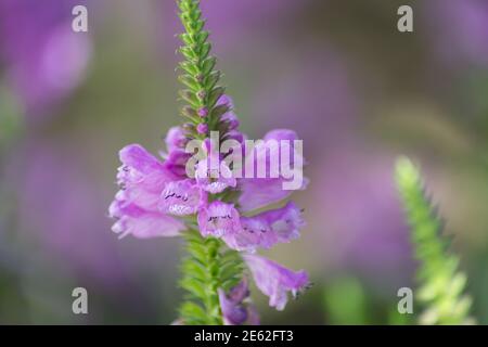 Physostegia virginiana, gehorsam Pflanze mit kleinen rosa Blüten und Knospen und grünen Blättern, Makro von Amazing Dainty oder False Dragonhead, selektiver Fokus Stockfoto