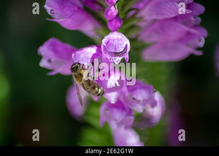 Biene auf Physostegia virginiana, gehorsam Pflanze mit kleinen rosa Blüten und Knospen und grünen Blättern und Insekten, Makro von Amazing Dainty oder False Dragonhea Stockfoto