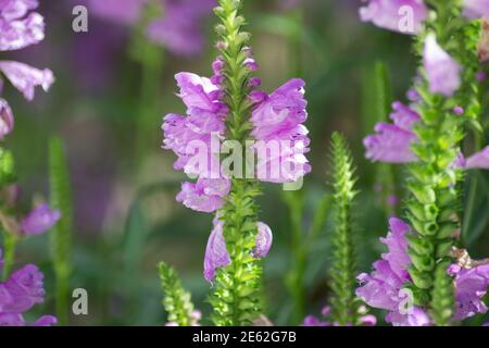 Physostegia virginiana, gehorsam Pflanze mit kleinen rosa Blüten und Knospen und grünen Blättern, Makro von Amazing Dainty oder False Dragonhead, selektiver Fokus Stockfoto