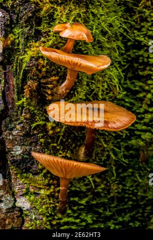 Vier orangefarbene Pilze senkrecht auf Rinde und Moos Stockfoto