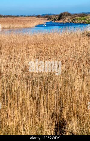 Snettisham Coastal Park und teilweise gefrorenen Heacham Hafen hinter dem Ostufer des Wash. Stockfoto