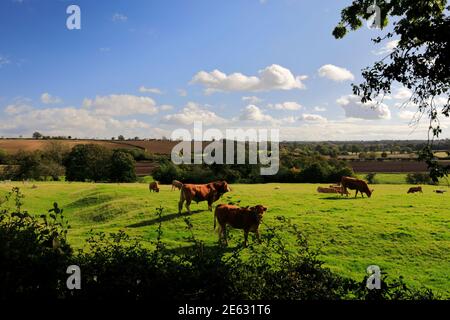 Sommer Blick auf Kühe in der Lincolnshire Wolds Landschaft, in der Nähe von Louth Stadt, Lincolnshire, England, Großbritannien Stockfoto