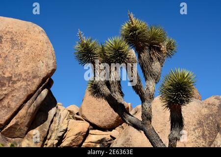 Riesige Granitfelsen und Felsbrocken konkurrieren mit Joshua Trees als landschaftliche Attraktionen im Joshua Tree National Park in Kalifornien. Stockfoto