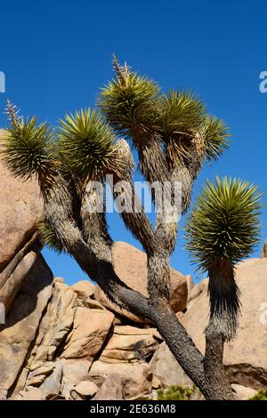 Riesige Granitfelsen und Felsbrocken konkurrieren mit Joshua Trees als landschaftliche Attraktionen im Joshua Tree National Park in Kalifornien. Stockfoto