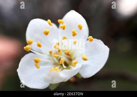 Prunus cerasifera Kirschpflaume – kleine weiße schüsselförmige Blume mit vielen Staubgefäßen, Januar, England, Großbritannien Stockfoto